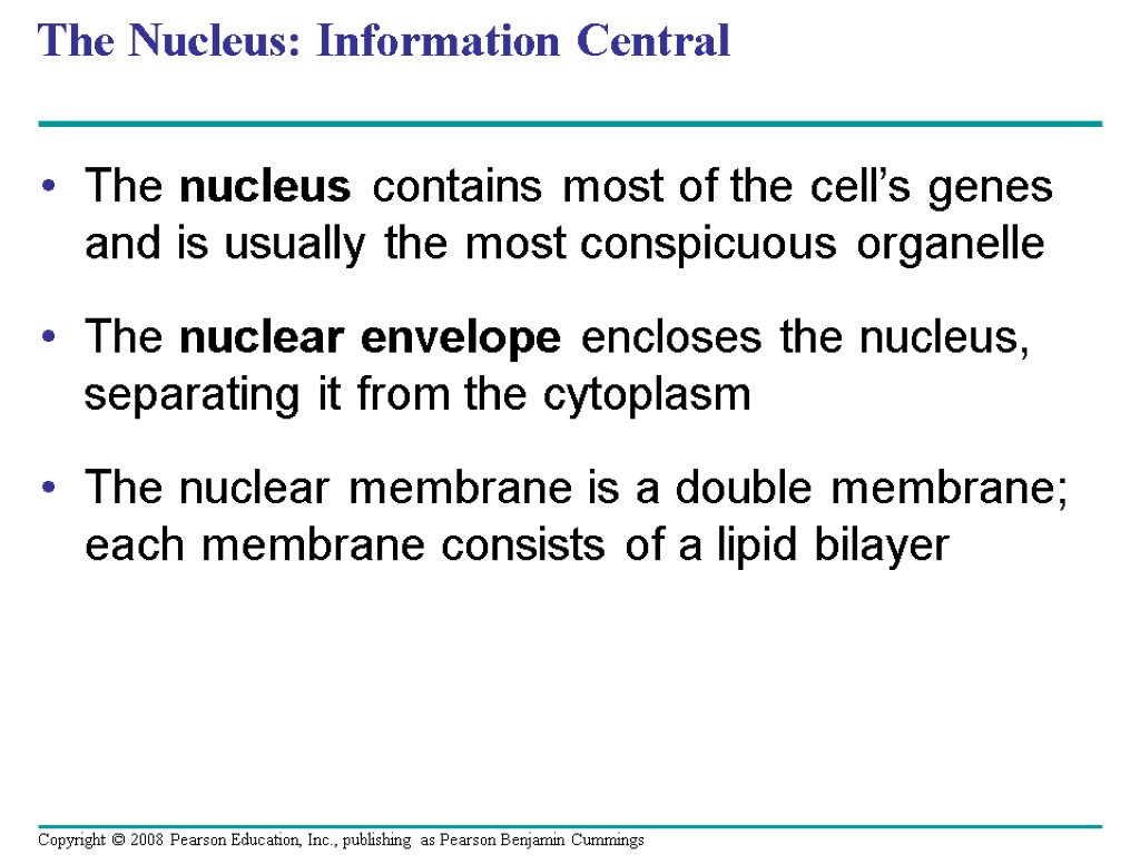 The Nucleus: Information Central The nucleus contains most of the cell’s genes and is
